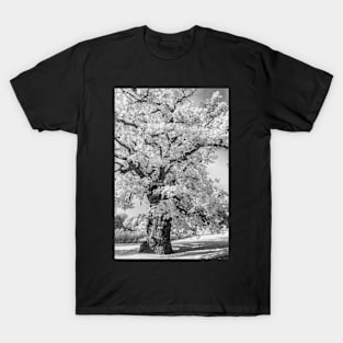 Mono Sandringham #4 T-Shirt